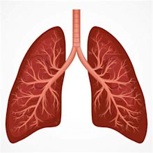 Premium Vector | Human lung anatomy diagram. illness respiratory cancer ...