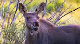 Raging moose crashes wedding photo shoot, sending bride sprawling