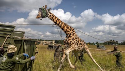 Pictured: Vets blindfold giraffes ahead of delicate relocation mission