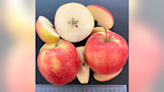 Help WSU name its new apple variety