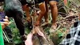Corpo de mulher é encontrado no estômago de serpente na Indonésia