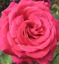 roses - Roses Photo (29851161) - Fanpop