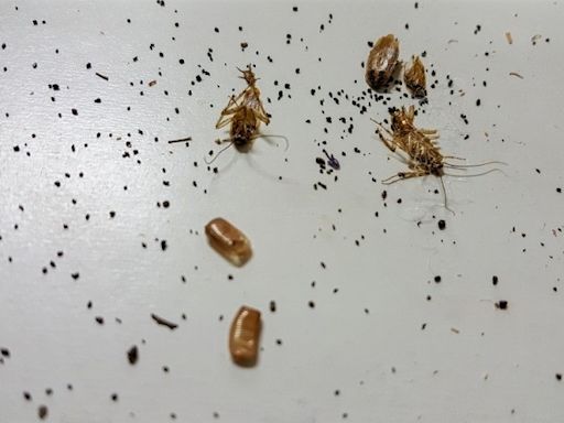 蟑螂大便都是細菌，不是掃完就沒事！教你6步驟清理＋消毒，一表分辨蟑螂、壁虎、老鼠大便 - BabyHome親子討論區