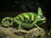 Veiled chameleon