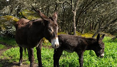 Hoje é dia de celebrar o carácter curioso e inteligente dos burros