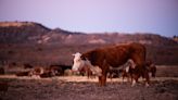 Ted Cruz and Ronny Jackson push legislation to help ranchers who lost livestock in Panhandle wildfires