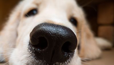 Mom Plays ‘Bop It’ With Golden Retriever and He Doesn’t Want Her to Stop