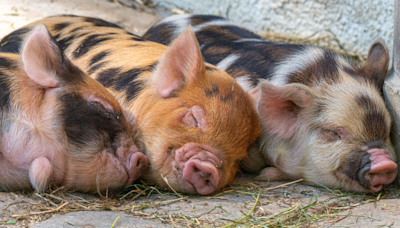 Sanctuary Chooses Names for 3 Newly-Rescued Pigs and They Couldn't Be Sweeter
