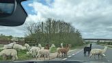Herd of alpacas forces drivers to take evasive action after wandering onto busy road