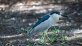 Night herons flock to Charleston for annual nesting season