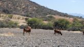 Temporada de estiaje en Cholula se prolongará este año por olas de calor