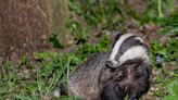 Thousands of Dorset badgers 'marked for slaughter', say trust