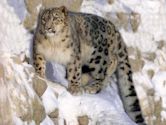 Snow leopard