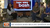 Pet Station hosts Bow Wow Bash: A mega adoption event for furry friends
