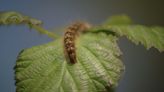 Why influx of tent caterpillars in Anacortes is not currently cause for concern