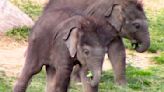 Twin baby elephants fight over vegetables in adorable video