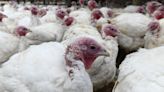 USDA moves to limit salmonella in raw poultry products