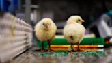 La tecnología genética evita el sacrificio de los pollitos macho impidiendo su eclosión