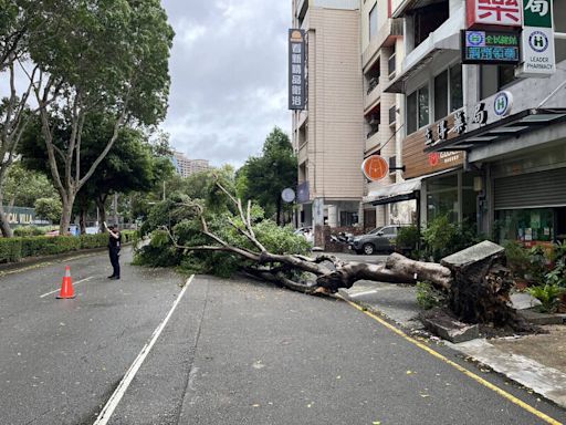 凱米颱風吹倒台中北區大樹擋路中 警急交管