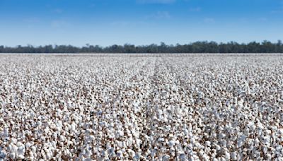 U.S. Cotton Trust Protocol Boosts Crop Coverage By 2.1 Million Acres