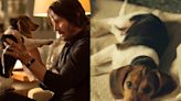 What happened to the puppy that was killed in the first 'John Wick' movie?