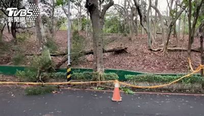 大雨狂炸！高雄澄清湖路樹砸死遊客 中午起臨時封園1週