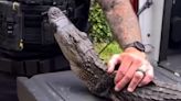 Five-foot alligator wrangled as it tried to enter 104-year-old's home