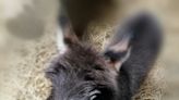 Newborn Miniature Donkey with Cutest Color Pattern Is Stealing Hearts All Over