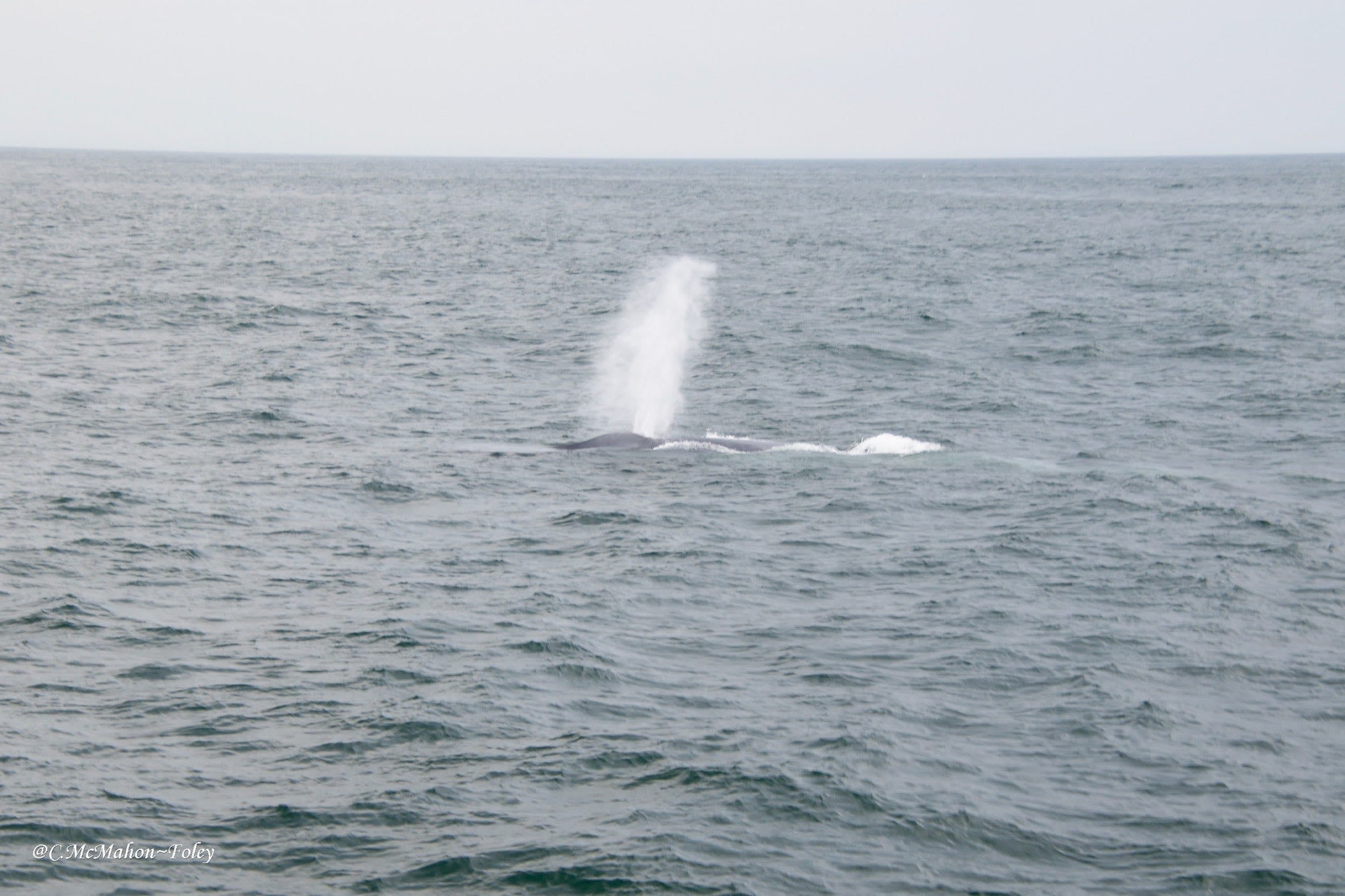 Watchers off Cape Ann got a rare look at the world's largest species