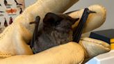 More Than 1,500 Bats Rescued After Dropping To Ground In Frigid Texas Temperatures