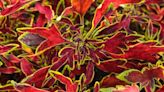Garden Guru: Though the leaves be small, color bursts big with Mini Me Watermelon coleus