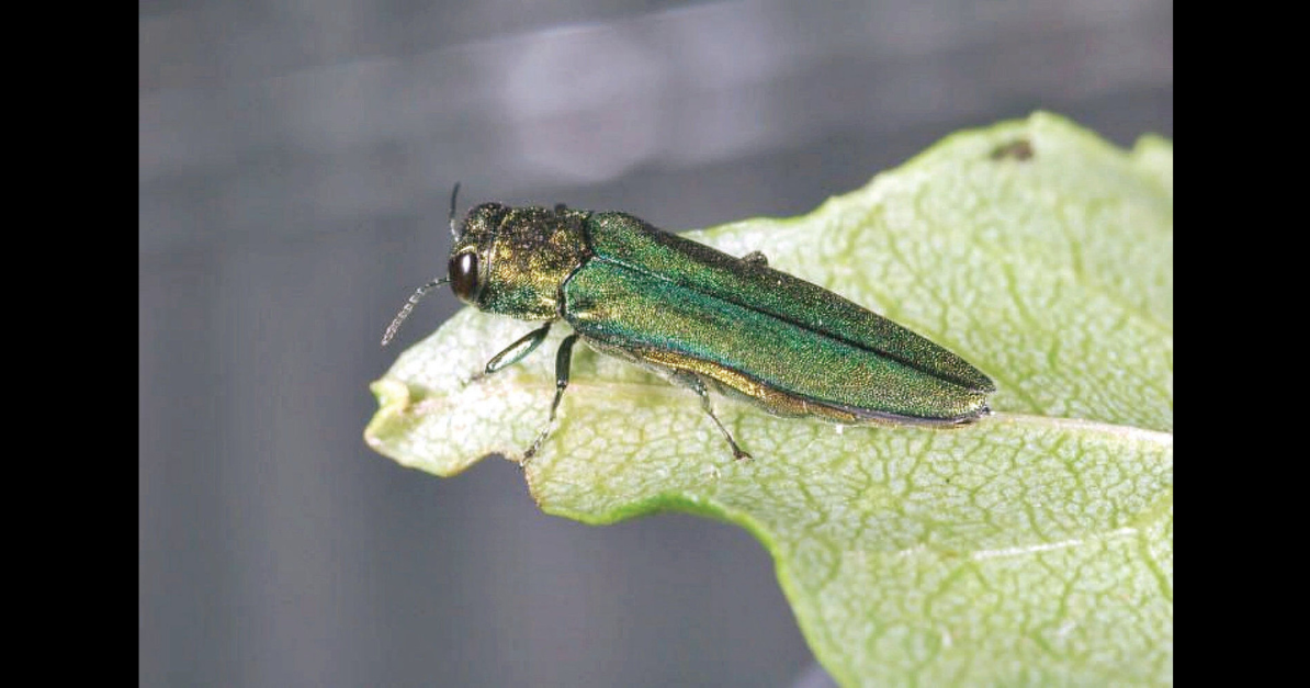 Towns responding in different ways to relentless spread of emerald ash borer