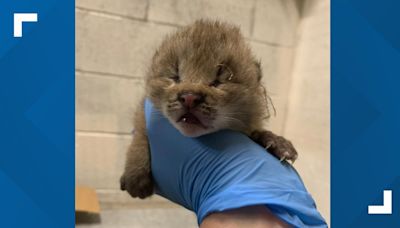 'Precious babies' | Three lynx kits born at John Ball Zoo