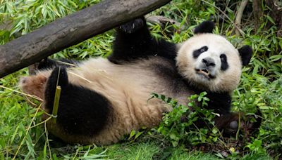 San Diego Zoo’s new giant pandas to make their public debut | CNN