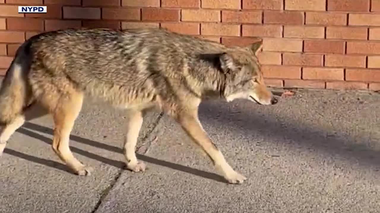 How coyotes live among us in NYC: 'They’re New Yorkers, too!'