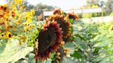 Sunflower Farmstand in Sanger is open this summer with some new changes