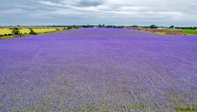 Mystery behind purple fields is revealed