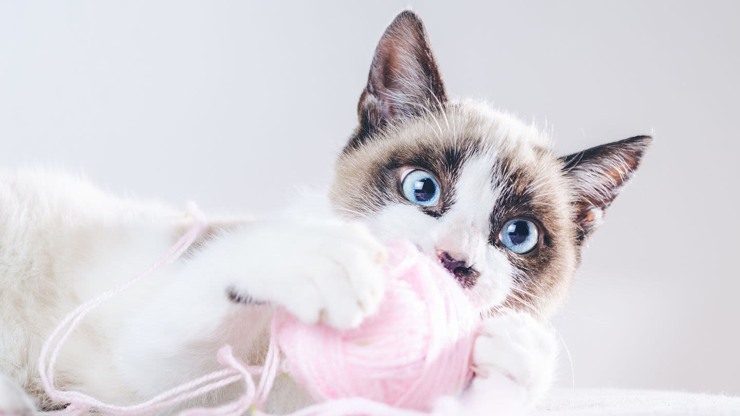 The Cutest Girl Cat Names for Your New Feline Friend