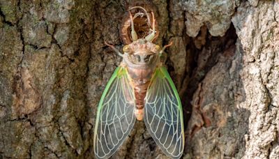 “Only Once Every 221 Years:” How Scientists Predict This Rare Clash of Cicada Broods Will Go Down