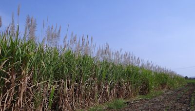 Bunge vende para a BP participação de 50% em empresa de açúcar e etanol no Brasil