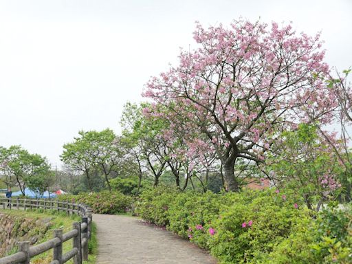 向達人取經 三芝公所打造三生步道為櫻花勝地