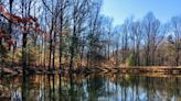 A hiker's path: Stroll through Martin State Forest reveals the lasting effect of conservation corps