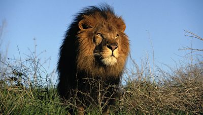 Hombre muere tras ser atacado por el león al que cuidaba en un zoológico en Nigeria