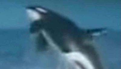 Real or fake? Orca photos off Outer Banks spark questions.