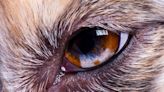 Why so many animals have a third eyelid, including our pets – yet humans don’t
