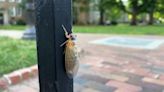 A strange fungus could transform emerging cicadas into 'saltshakers of death,' scientists say