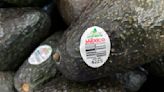 U.S. says avocado inspections may resume in troubled Mexican state, opening way for imports