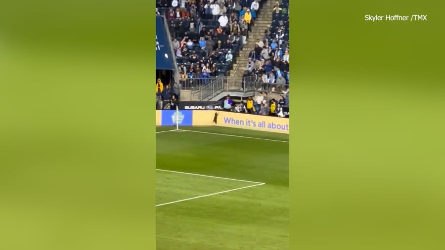Raccoon bolts down soccer field, interrupting game