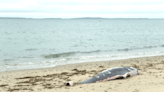 2 dead marine mammals found on Westport beach