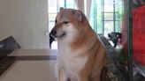 Shiba Inu made famous by viral ‘doge’ meme dies after cancer battle